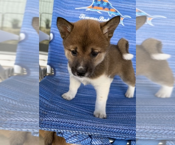 Medium Photo #1 Shiba Inu Puppy For Sale in MURRIETA, CA, USA