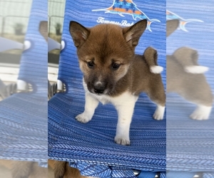 Medium Shiba Inu
