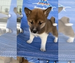 Puppy White Shiba Inu