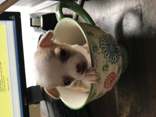 Chihuahua Puppy for sale in LOCKPORT, IL, USA