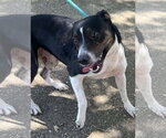 Small #2 Jack Russell Terrier-Mountain Cur Mix