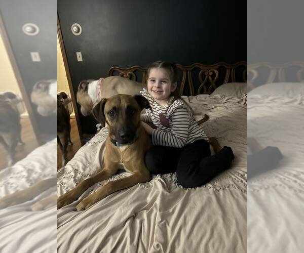 Medium Photo #3 Mutt Puppy For Sale in Woodbury, NY, USA