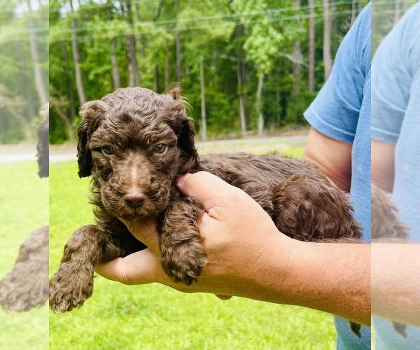 Medium Photo #2 Labradoodle Puppy For Sale in TIMMONSVILLE, SC, USA