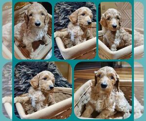 Double Doodle Puppy for sale in AURORA, CO, USA