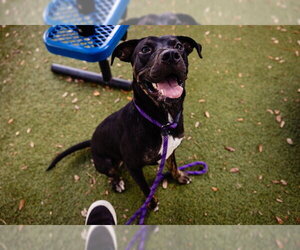Mutt Dogs for adoption in Orlando, FL, USA