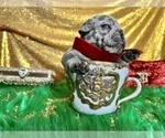 Small Photo #57 French Bulldog Puppy For Sale in HAYWARD, CA, USA