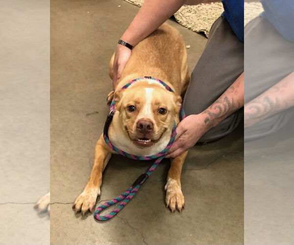 Medium Photo #1 Siberian Husky-Unknown Mix Puppy For Sale in Amarillo, TX, USA