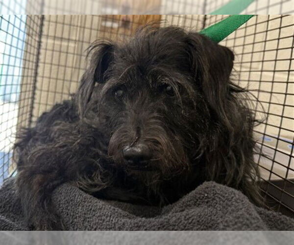 Medium Photo #1 Mutt Puppy For Sale in San Bernardino, CA, USA