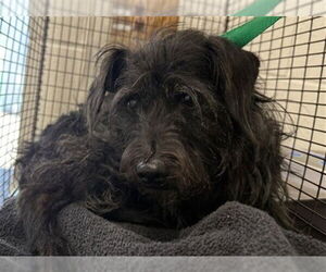 Mutt Dogs for adoption in San Bernardino, CA, USA