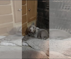 Labrador Retriever Puppy for sale in ASKOV, MN, USA