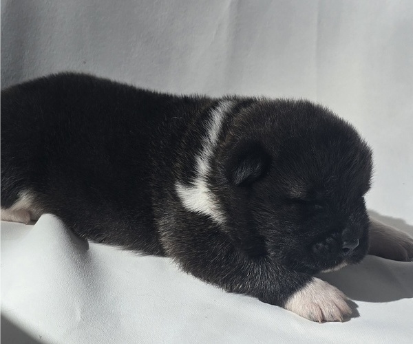 Medium Photo #11 Akita Puppy For Sale in STRAFFORD, MO, USA