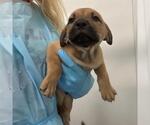 Small American Staffordshire Terrier Mix