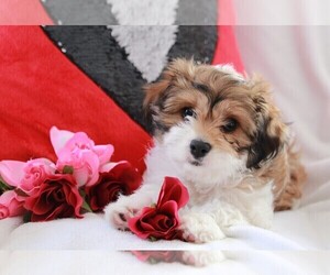 Bichpoo-Cavalier King Charles Spaniel Mix Puppy for sale in APPLE CREEK, OH, USA