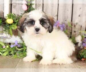 Zuchon Puppy for sale in MOUNT VERNON, OH, USA