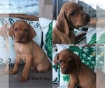 Small Photo #1 Vizsla Puppy For Sale in MORGAN, UT, USA