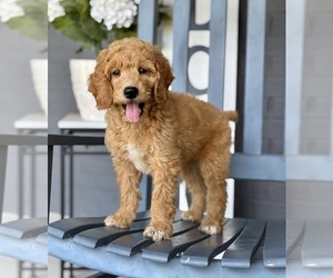 Goldendoodle Puppy for sale in FRANKLIN, IN, USA