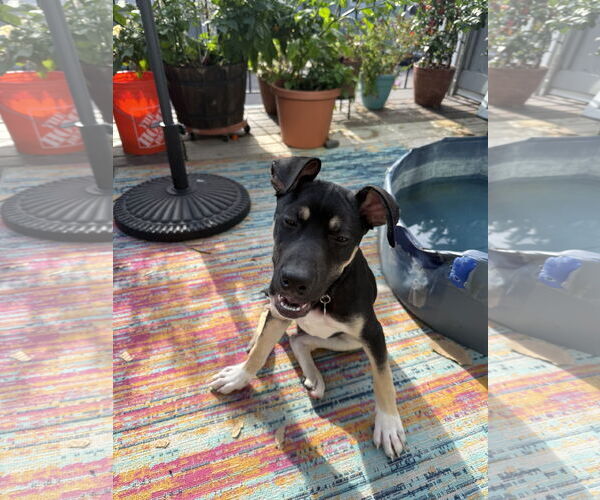 Medium Photo #5 American Pit Bull Terrier-Labrador Retriever Mix Puppy For Sale in St. Louis Park, MN, USA