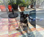 Small #4 American Pit Bull Terrier-Labrador Retriever Mix