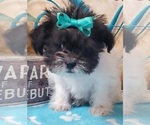 Small Photo #2 Shih Tzu Puppy For Sale in MEADOW BRIDGE, WV, USA