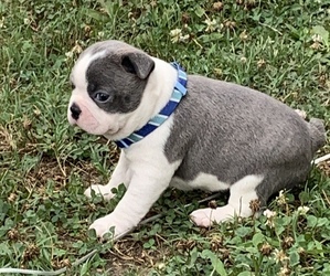 Boston Terrier Puppy for sale in ANDREWS, SC, USA