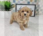 Small #4 Cavapoo (Miniature)