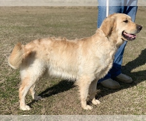 Golden Retriever Puppy for sale in THRALL, TX, USA