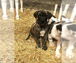 Great Dane Puppy for sale in SEYMOUR, IN, USA