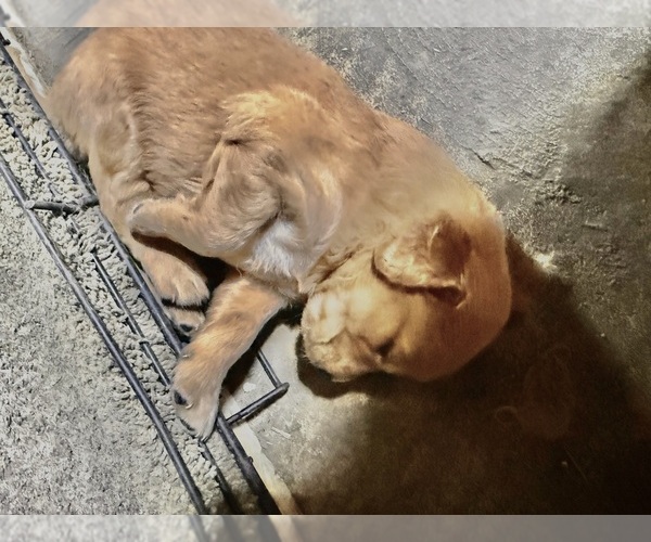Medium Photo #18 Golden Retriever Puppy For Sale in ROCHESTER, MN, USA