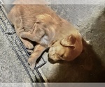 Small #17 Golden Retriever