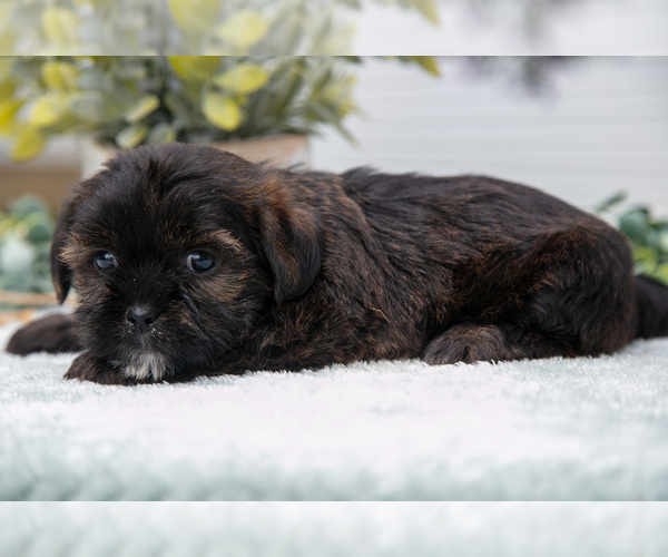 Medium Photo #7 Shorkie Tzu Puppy For Sale in BERNE, IN, USA