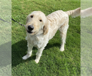 Goldendoodle Dogs for adoption in MONTGOMERY, AL, USA