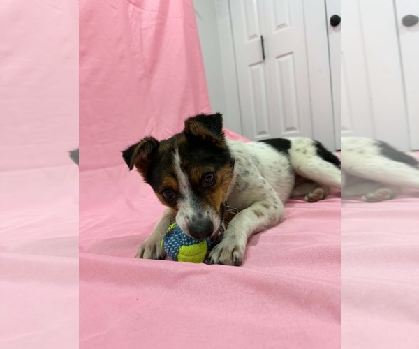 Medium Photo #7 Mutt Puppy For Sale in Sandy, UT, USA