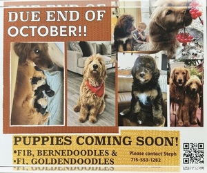 Bernedoodle Puppy for sale in CENTURIA, WI, USA