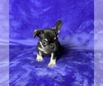 Small Photo #13 French Bulldog Puppy For Sale in KENNESAW, GA, USA