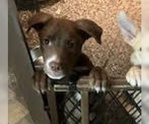 Medium Photo #4 Shepradors Puppy For Sale in Lakewood, CO, USA