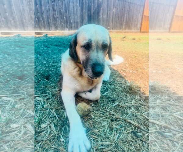 Medium Photo #2 Anatolian Shepherd Puppy For Sale in Houston, TX, USA