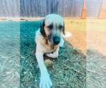Small #1 Anatolian Shepherd