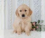 Small #3 Golden Retriever