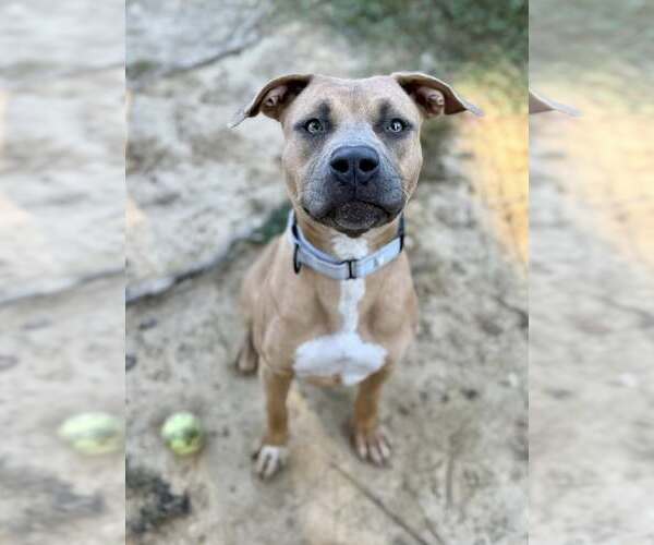 Medium Photo #1 American Pit Bull Terrier-Unknown Mix Puppy For Sale in Millersville, MD, USA