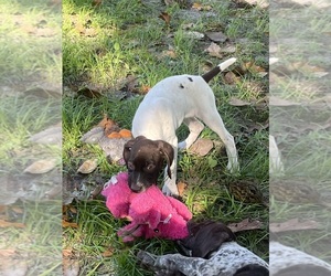 German Shorthaired Pointer Puppy for sale in JACKSONVILLE, FL, USA