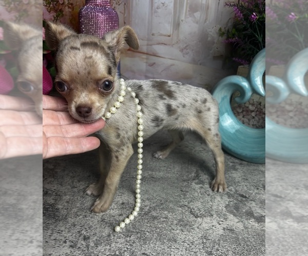 Medium Photo #2 Chihuahua Puppy For Sale in TRACY, CA, USA