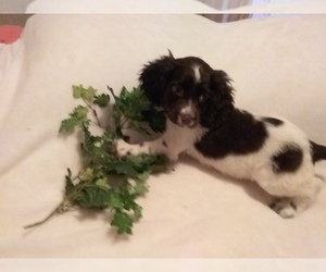 Cocker Spaniel Puppy for sale in LAUREL, MS, USA