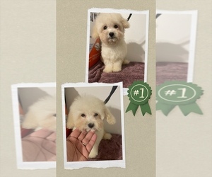 Poodle (Toy) Puppy for sale in MARRERO, LA, USA