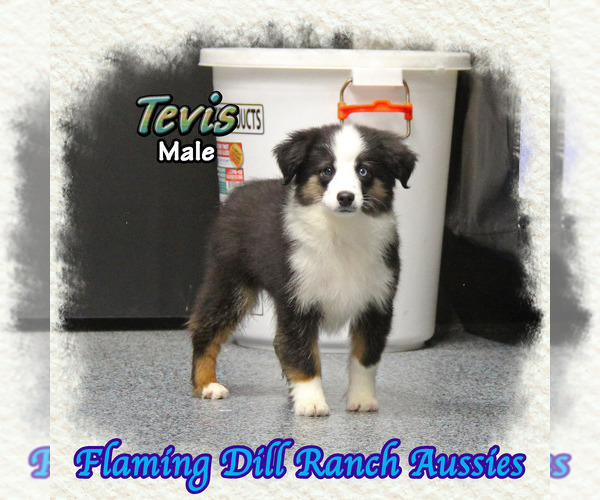 Medium Photo #1 Miniature Australian Shepherd Puppy For Sale in FORESTBURG, TX, USA