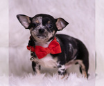 Small #4 Chihuahua