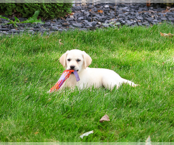 Medium Photo #8 Labrador Retriever Puppy For Sale in SYRACUSE, IN, USA