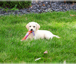 Small #7 Labrador Retriever