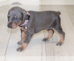 Small Photo #4 Doberman Pinscher Puppy For Sale in KEMPNER, TX, USA