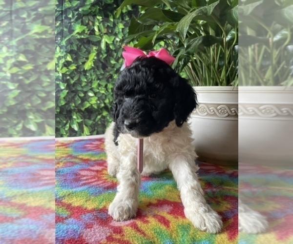 Medium Photo #1 Poodle (Standard) Puppy For Sale in LANCASTER, PA, USA