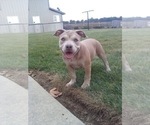 Puppy Remmi American Bully
